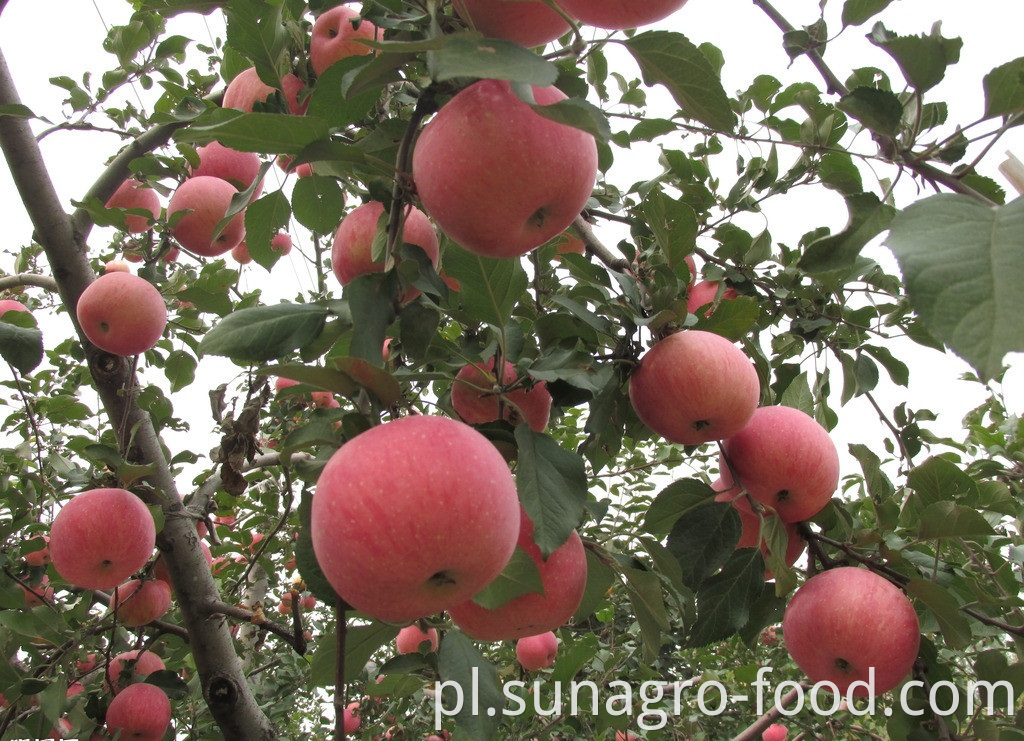 Affordable red Fuji apples